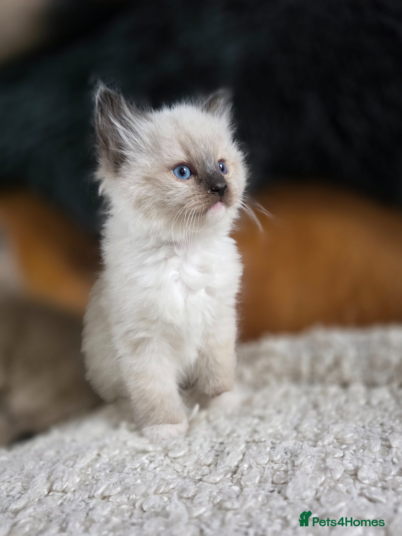 Ragdoll cats Quality Ragdoll Kittens - Advert 8