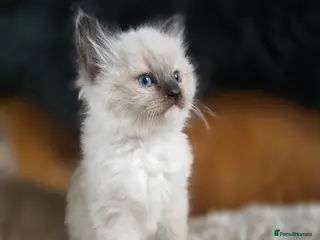 Ragdoll cats Quality Ragdoll Kittens - Advert 8