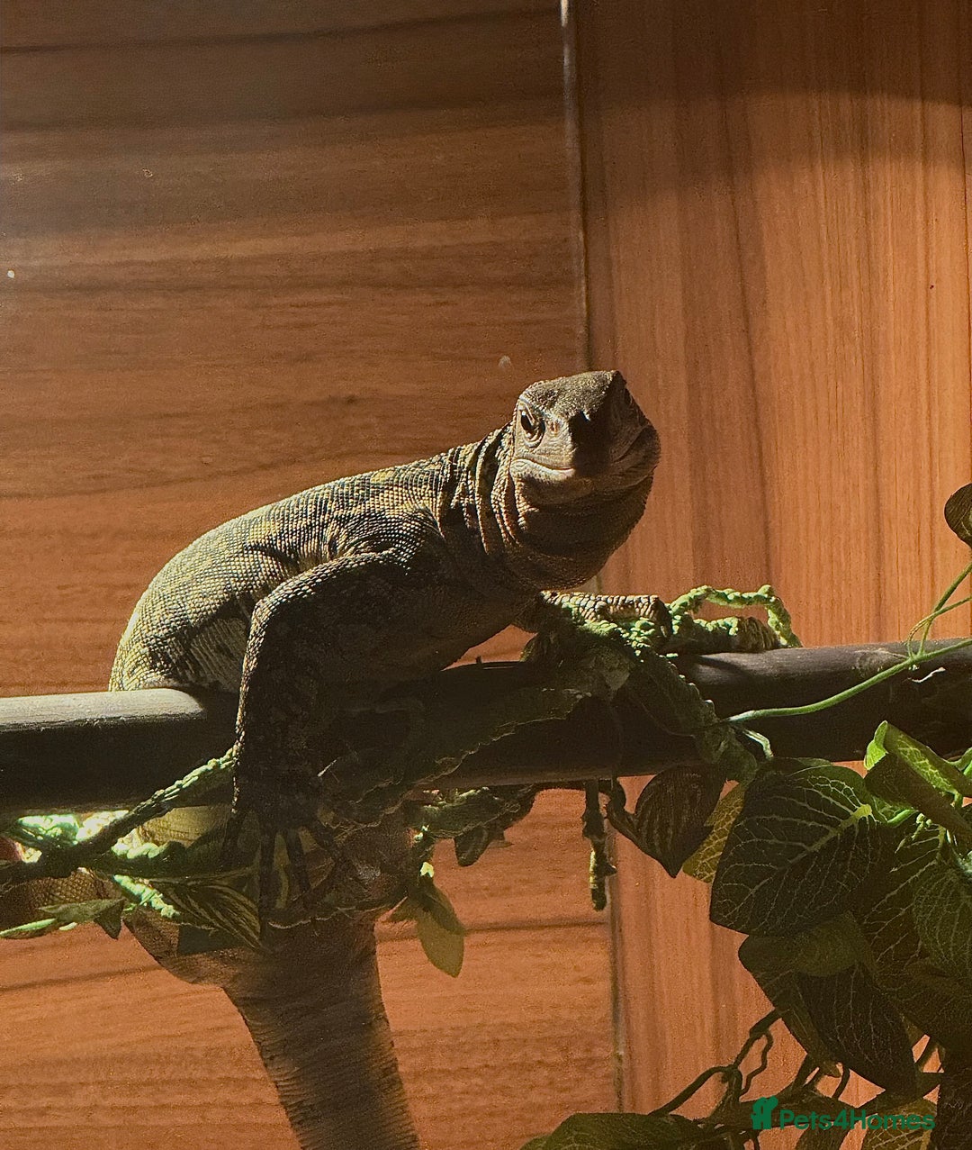 Monitor reptiles for sale: Nile monitor  - Image 8