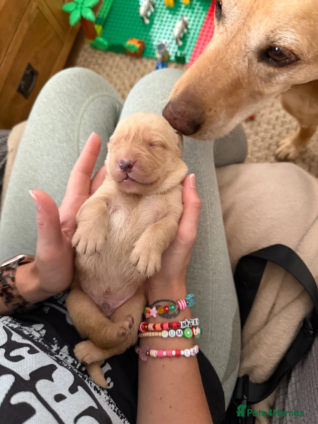 Labrador Retriever dogs for sale: Beautiful fox red BOY available  in Worcester - Advert 12