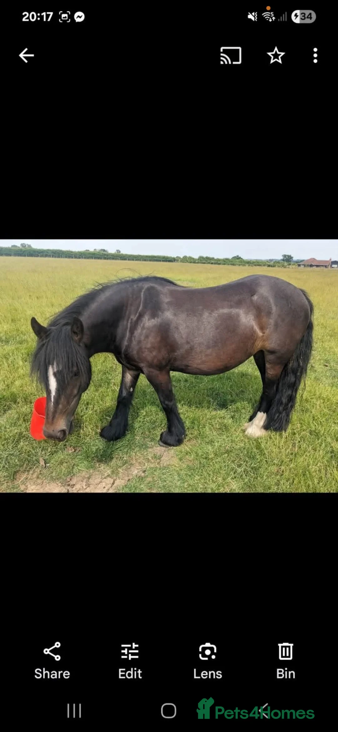 Irish Cob horses for sale: Cob mare 13.3 for sale in Burnham-on-Crouch - Advert 2