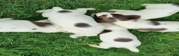 English Springer Spaniel dogs for sale:  Springer spaniels looking for their forever homes - Advert 6
