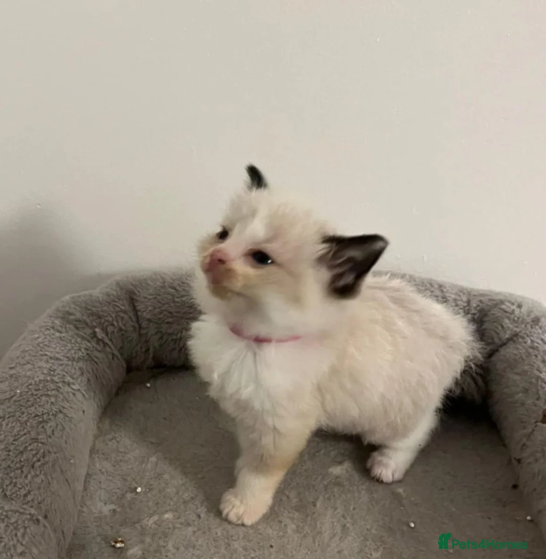 Ragdoll cats for sale: Ragdoll kittens - Advert 5
