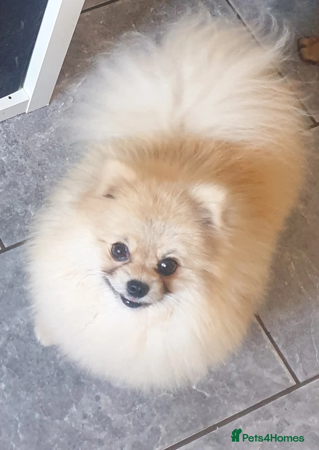 Pomeranian dogs for stud: Rocket Pomeranian stud  in Romford - Advert 20