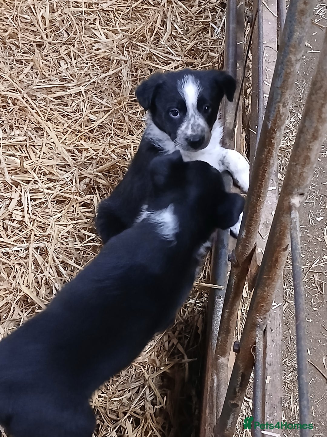 Border Collie dogs for sale: Adorable sherp dog pups for sale - Advert 8