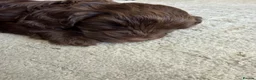 Mixed Breed dogs for sale: Chocolate Brown Cavapoo/Cockapoo pups - Advert 14