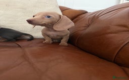 Miniature Dachshund dogs for sale: Beautiful Mini Dachshund Pups 🐶 5 Star ⭐ Breeder - Image 22