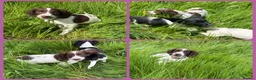 English Springer Spaniel dogs for sale: KC Registered English Springer Spaniel Pups - Advert 30