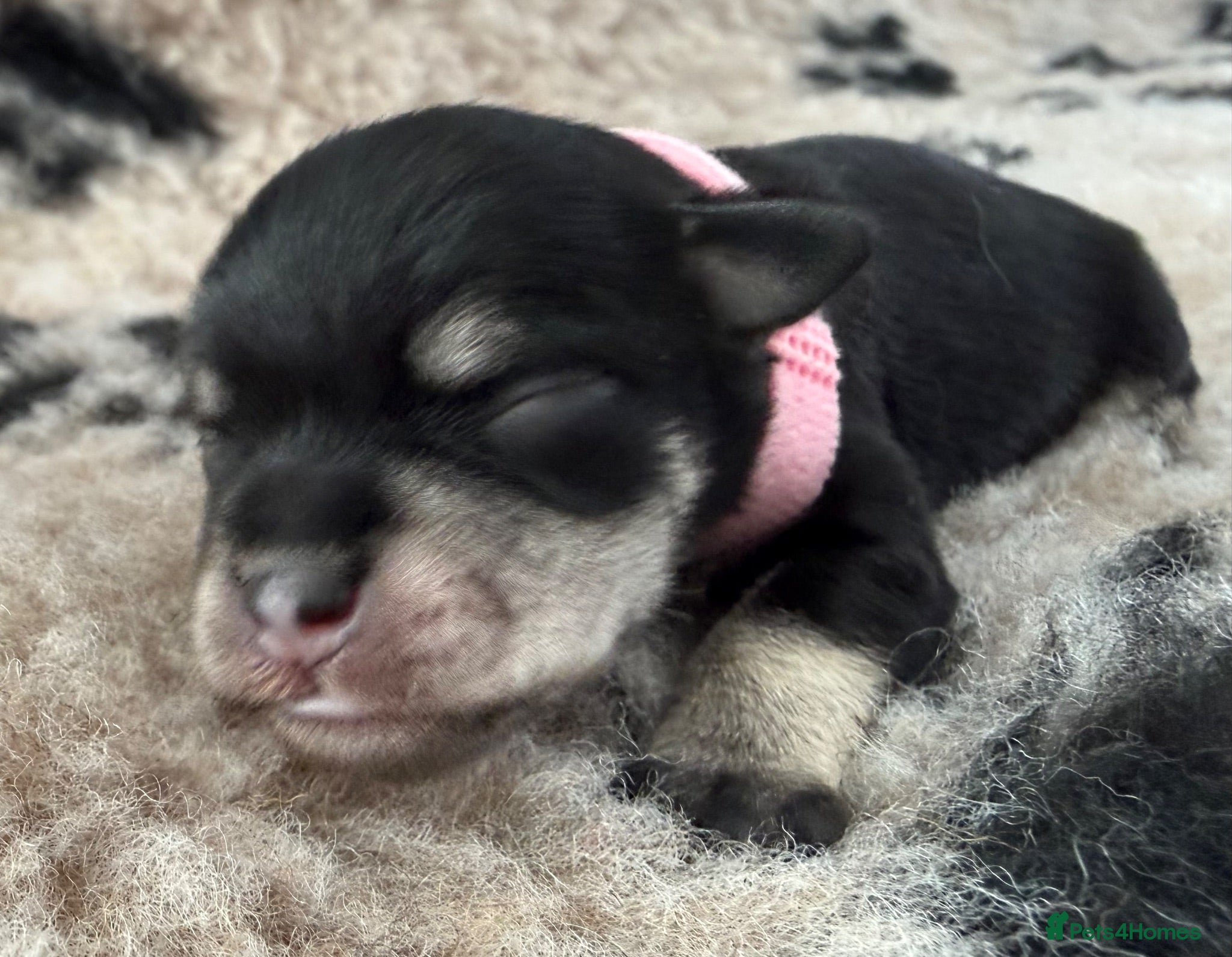 Miniature Schnauzer dogs Beautiful miniature schnauzers - Advert 2