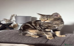 Domestic Shorthair cats for sale: FREE TO GOOD HOME - Image 1
