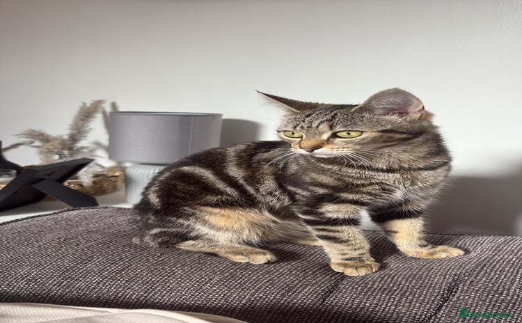 Domestic Shorthair cats - Advert 1