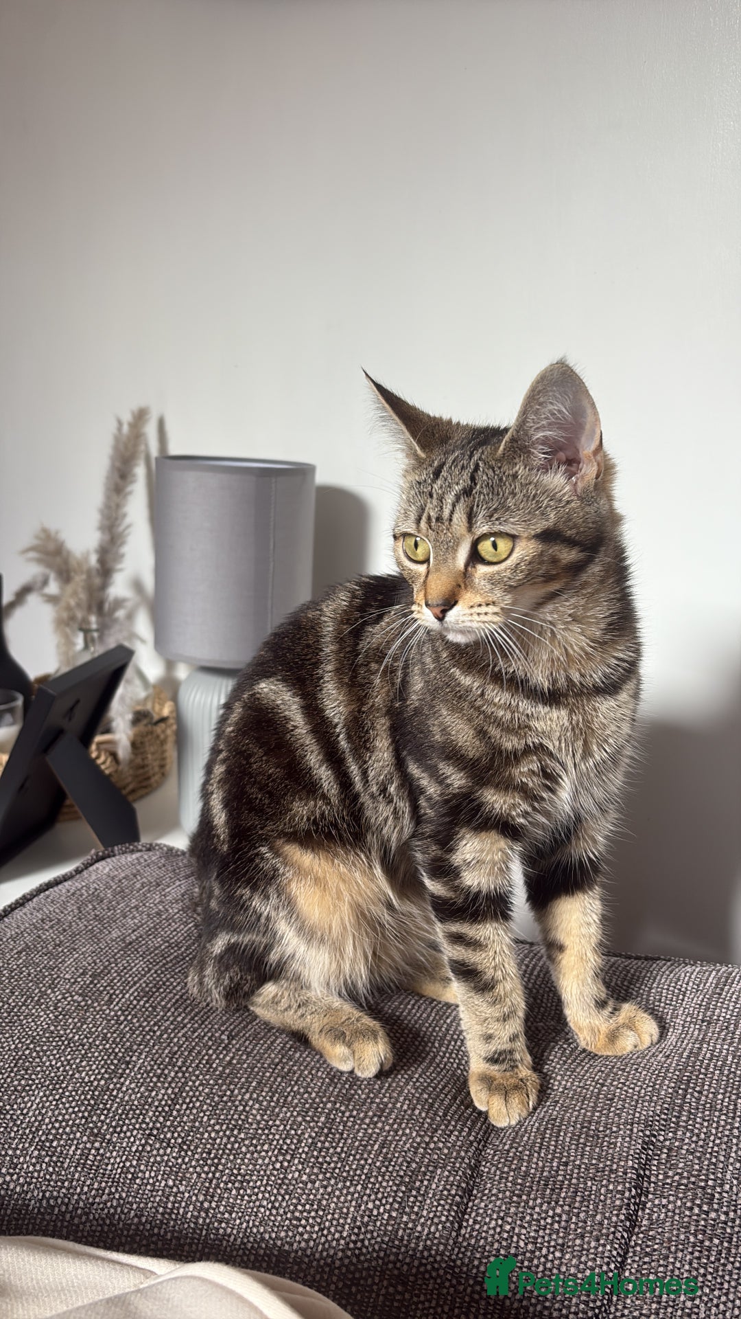 Domestic Shorthair cats for sale: FREE TO GOOD HOME - Image 1