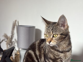 Domestic Shorthair cats for sale - Advert 1