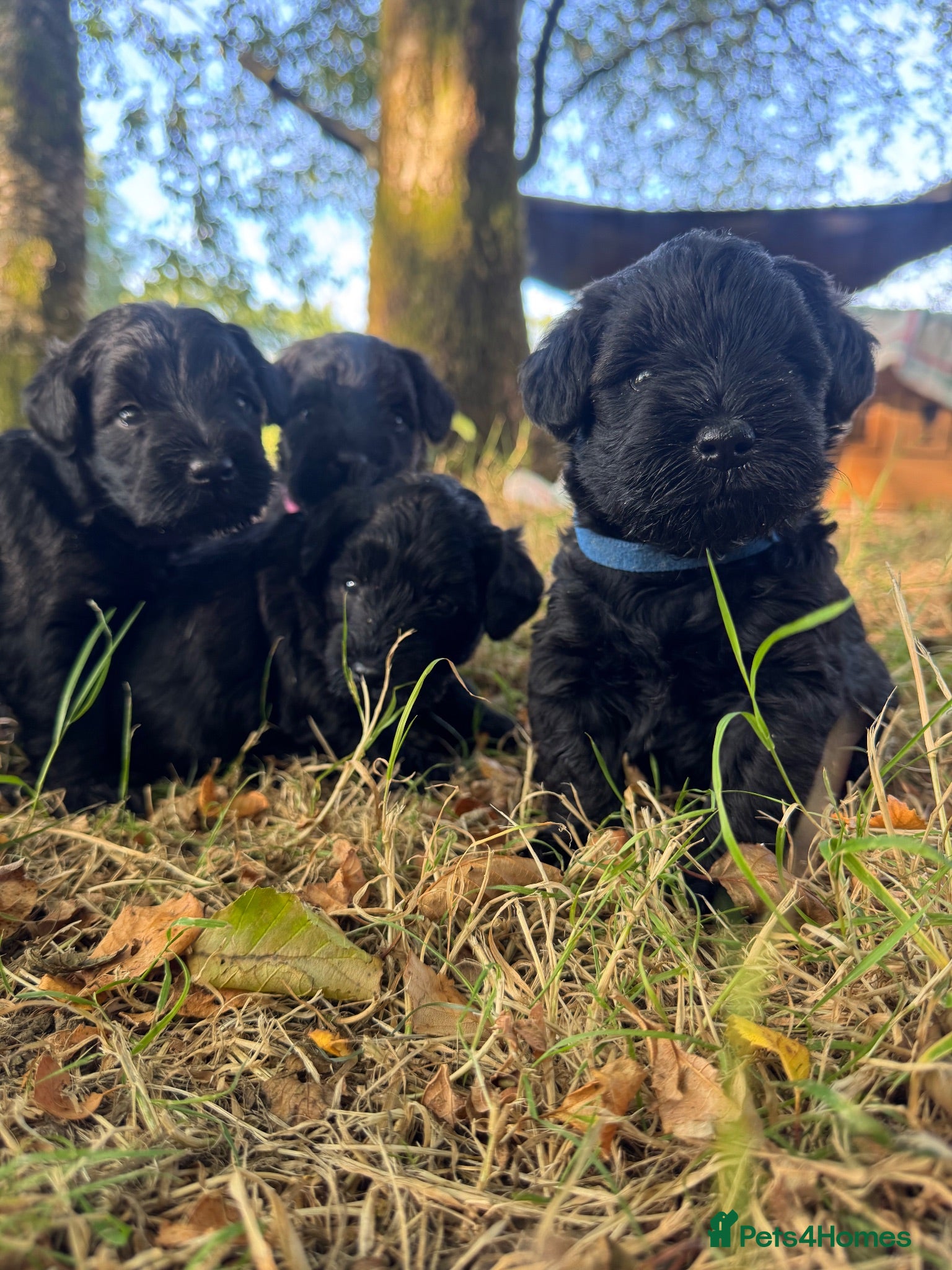 Schnoodle dogs  Toy Schnoodle puppies - Advert 15