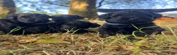 Schnoodle dogs for sale:  Toy Schnoodle puppies - Advert 2