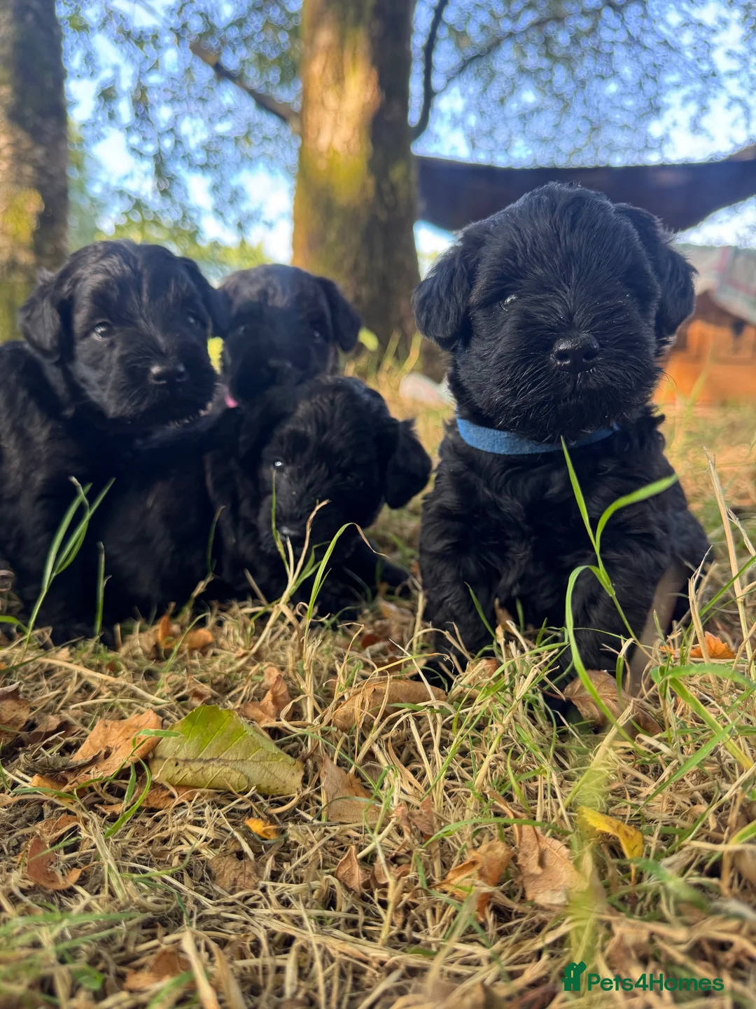Schnoodle dogs for sale:  Toy Schnoodle puppies - Advert 2