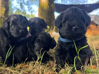 Schnoodle dogs Toy Schnoodle puppies - Advert 3