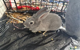 English Lop rabbits for sale: 2 baby bunnies  - Image 11