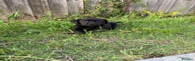 Labrador Retriever Puppy 4
