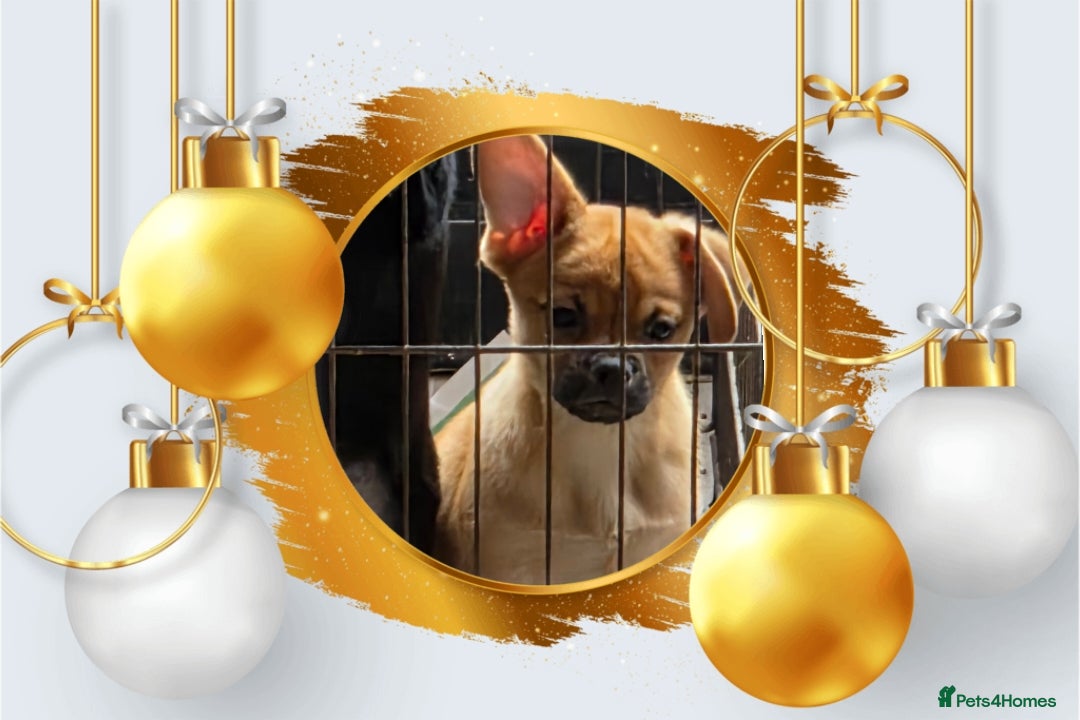 French Bulldog dogs for sale: ❤️⭐️  Adorable Frenchie poms ❤️⭐️ ONLY 3 LEFT ⭐️ - Advert 25