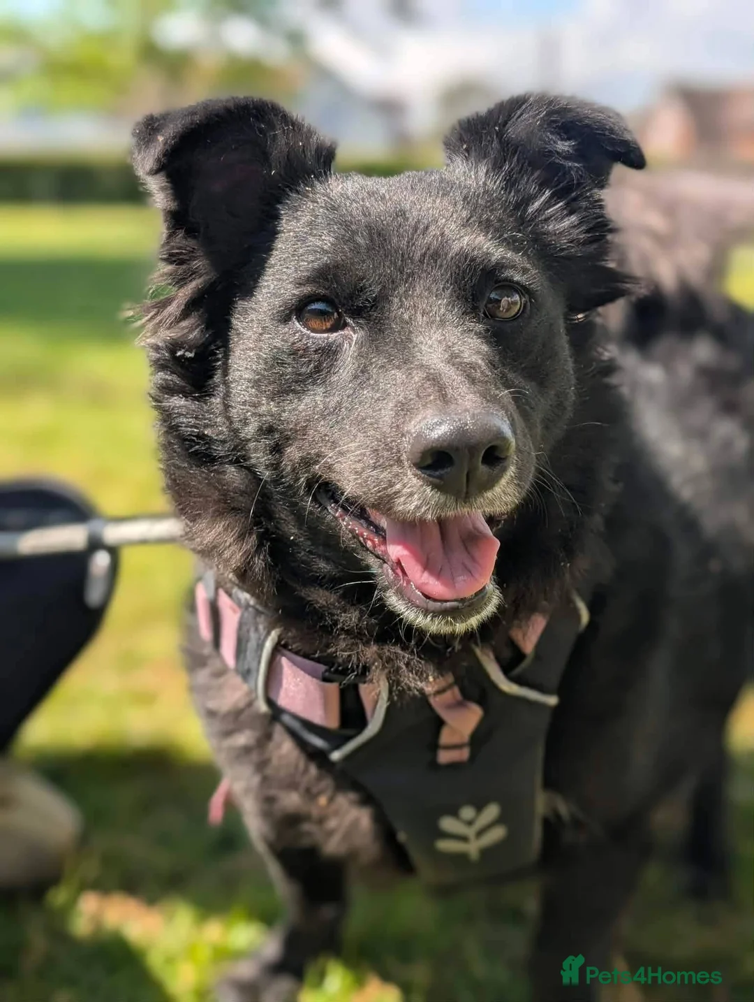 Mixed Breed dogs for adoption: Meet Sparkle,currently residing in Essex  in Frinton-on-Sea - Advert 2