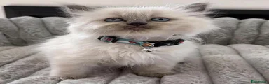 Ragdoll 3
