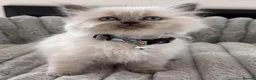 Ragdoll cats for sale: Fluff, Fun & Forever Cuddles — Ragdoll Kittens in Manchester - Advert 2