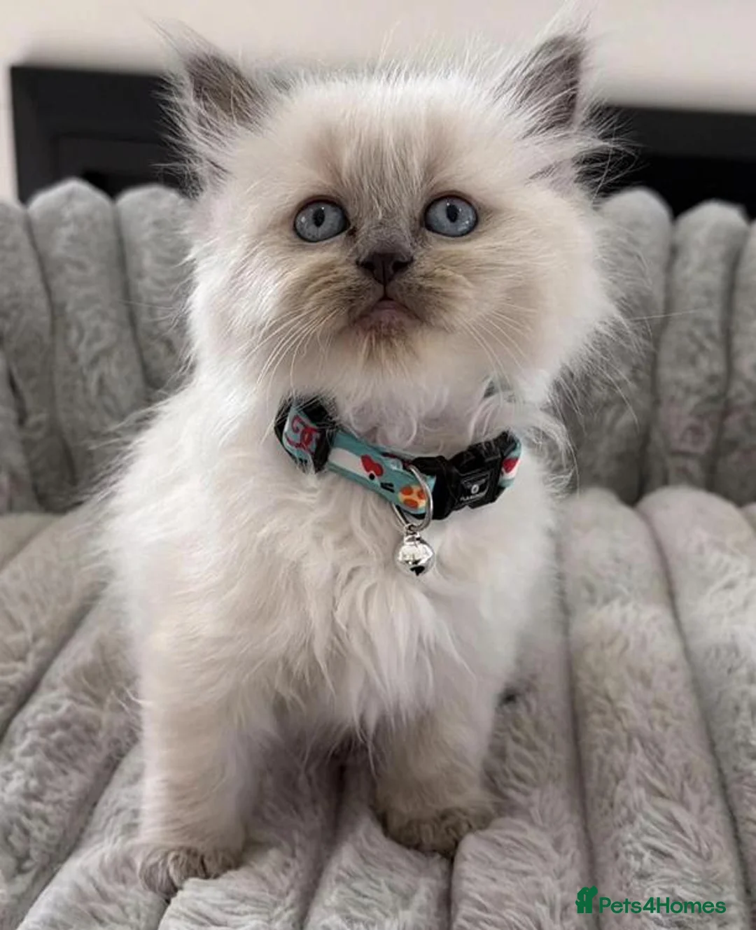 Ragdoll cats for sale: Fluff, Fun & Forever Cuddles — Ragdoll Kittens in Manchester - Advert 2