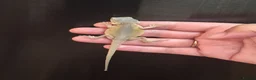Bearded Dragon reptiles for sale: Baby bearded dragons  - Advert 7