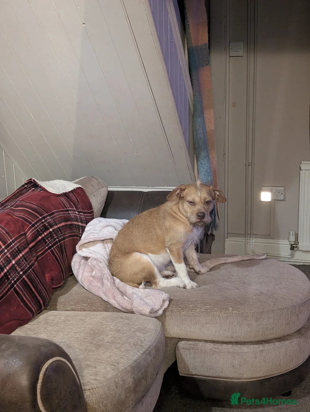 Mixed Breed dogs for sale: Poodle x bulldog for sale - Advert 2