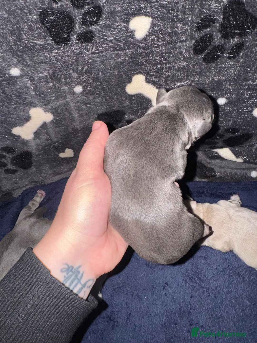 Mixed Breed dogs for sale: Puppies  in Havant - Advert 2