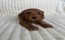 Cockapoo dogs for sale: HEALTH TESTED COCKAPOOS - Image 9