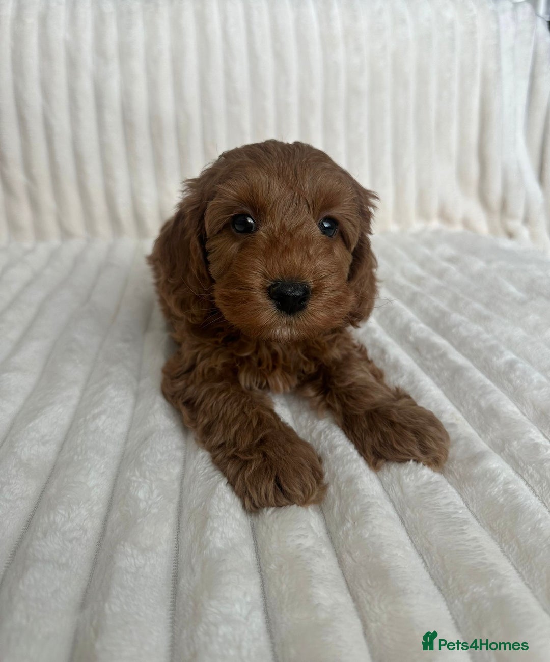 Cockapoo dogs for sale: HEALTH TESTED COCKAPOOS - Image 9