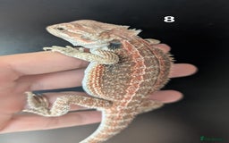Bearded Dragon reptiles for sale: Female bearded dragons. Last few left - Image 13