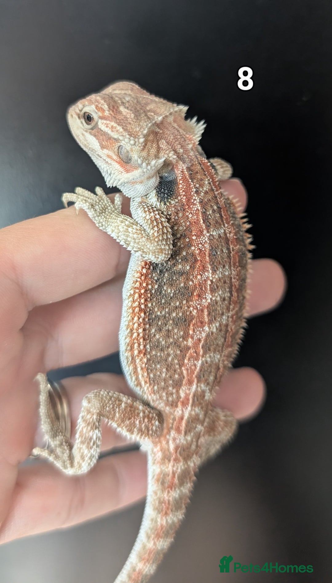Bearded Dragon reptiles for sale: Female bearded dragons. Last few left - Image 13