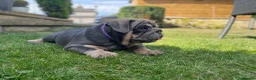 English Bulldog dogs for sale: English bulldogs blue tan fully suited boy & girl - Advert 8