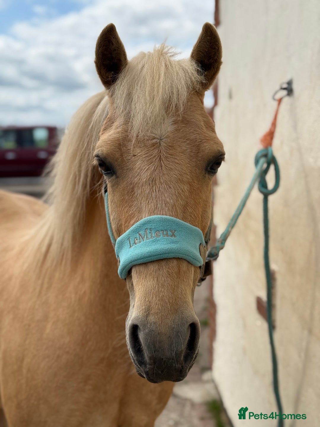 Welsh Section C horses for sale: Child’s best friend  - Image 4