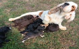 Cockapoo dogs for sale: 🐾 Brilliant Cockalier-a-Poo Puppies! 🐾 - Image 10