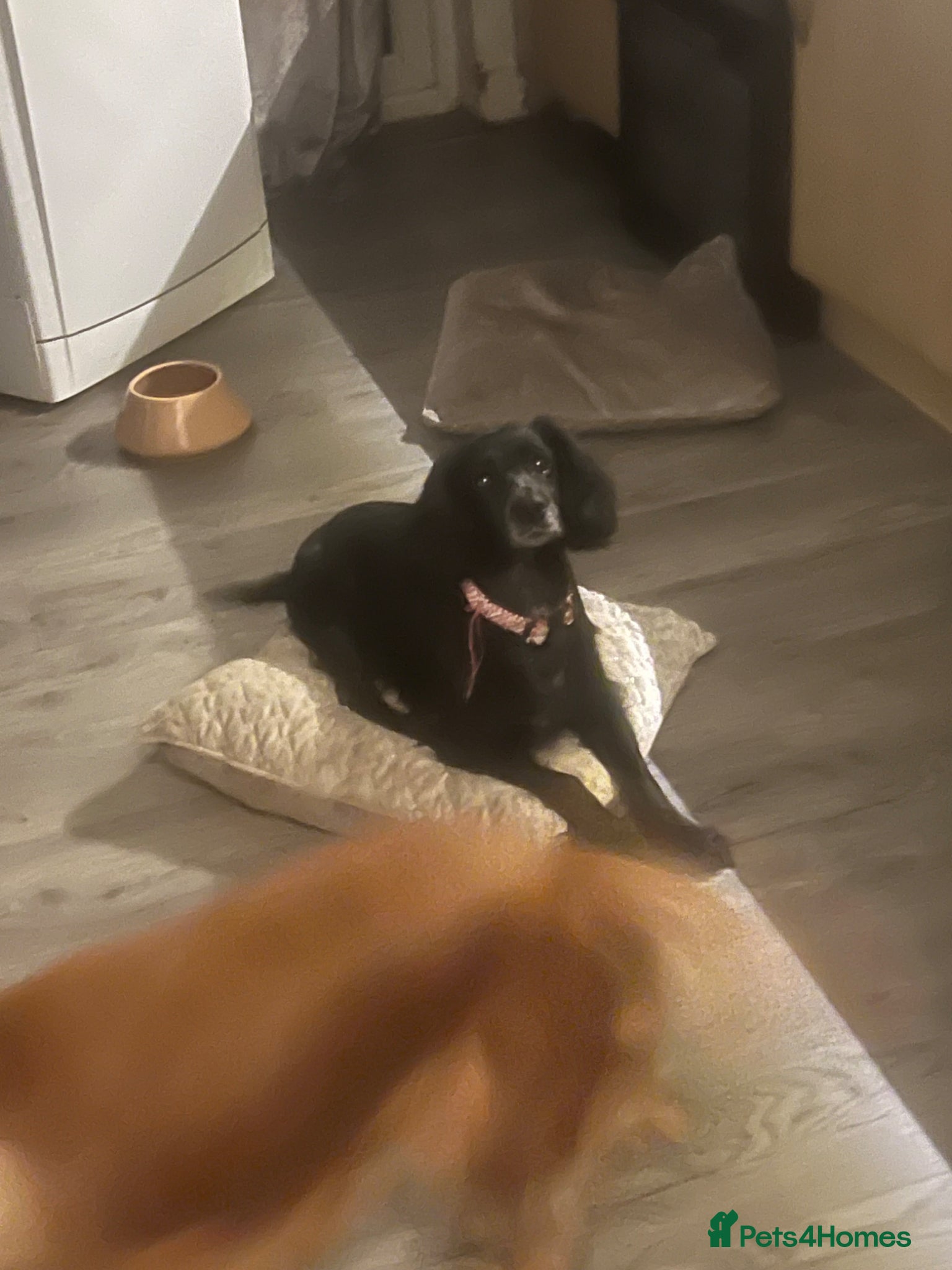 Cocker Spaniel dogs Cocker Spaniel Pups - 5 th Generation  - Advert 1