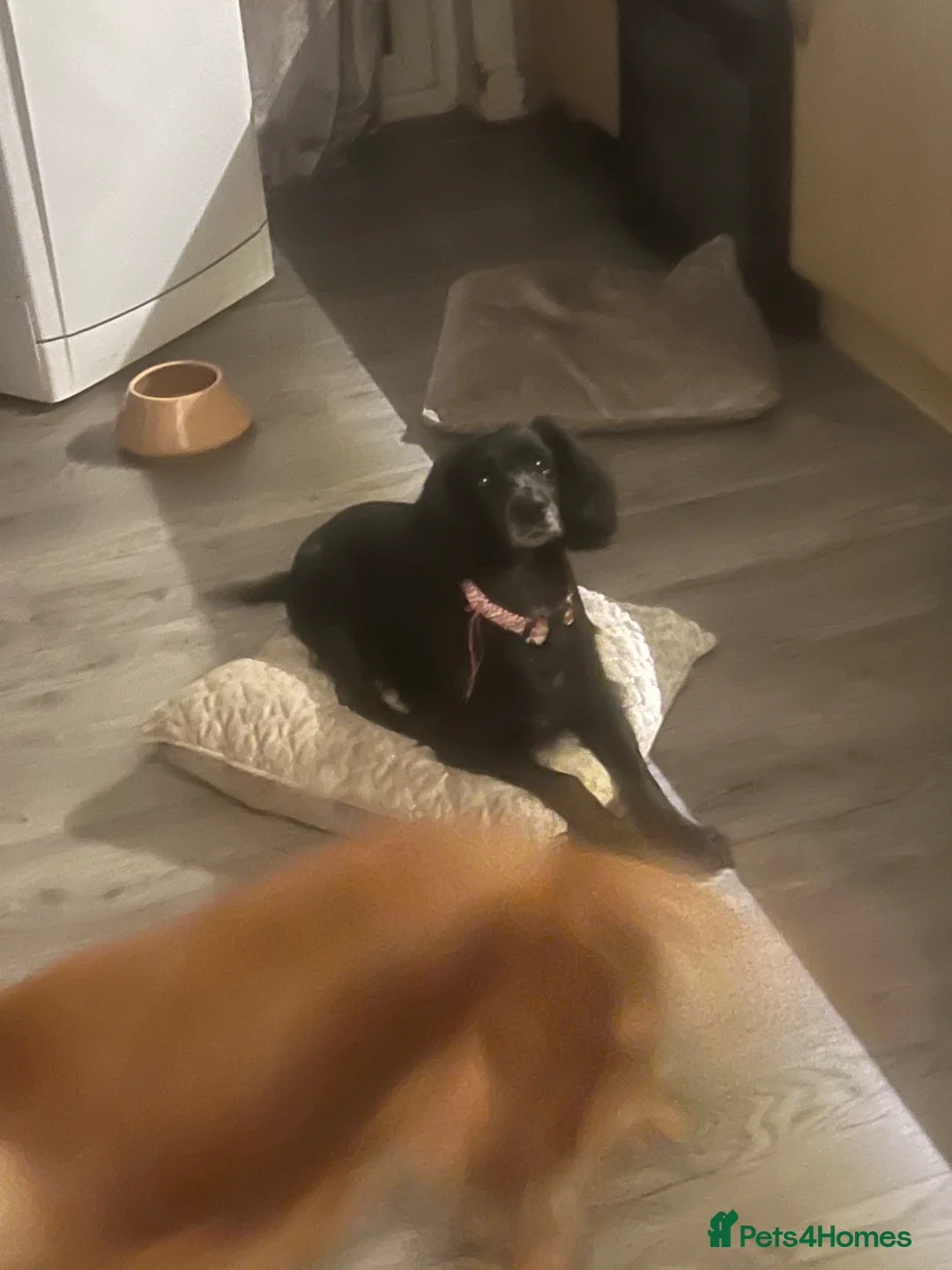 Cocker Spaniel dogs for sale: Cocker Spaniel Pups - 5 th Generation  - Advert 1