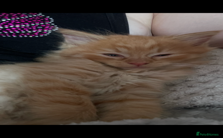 Mixed Breed cats - Advert 1