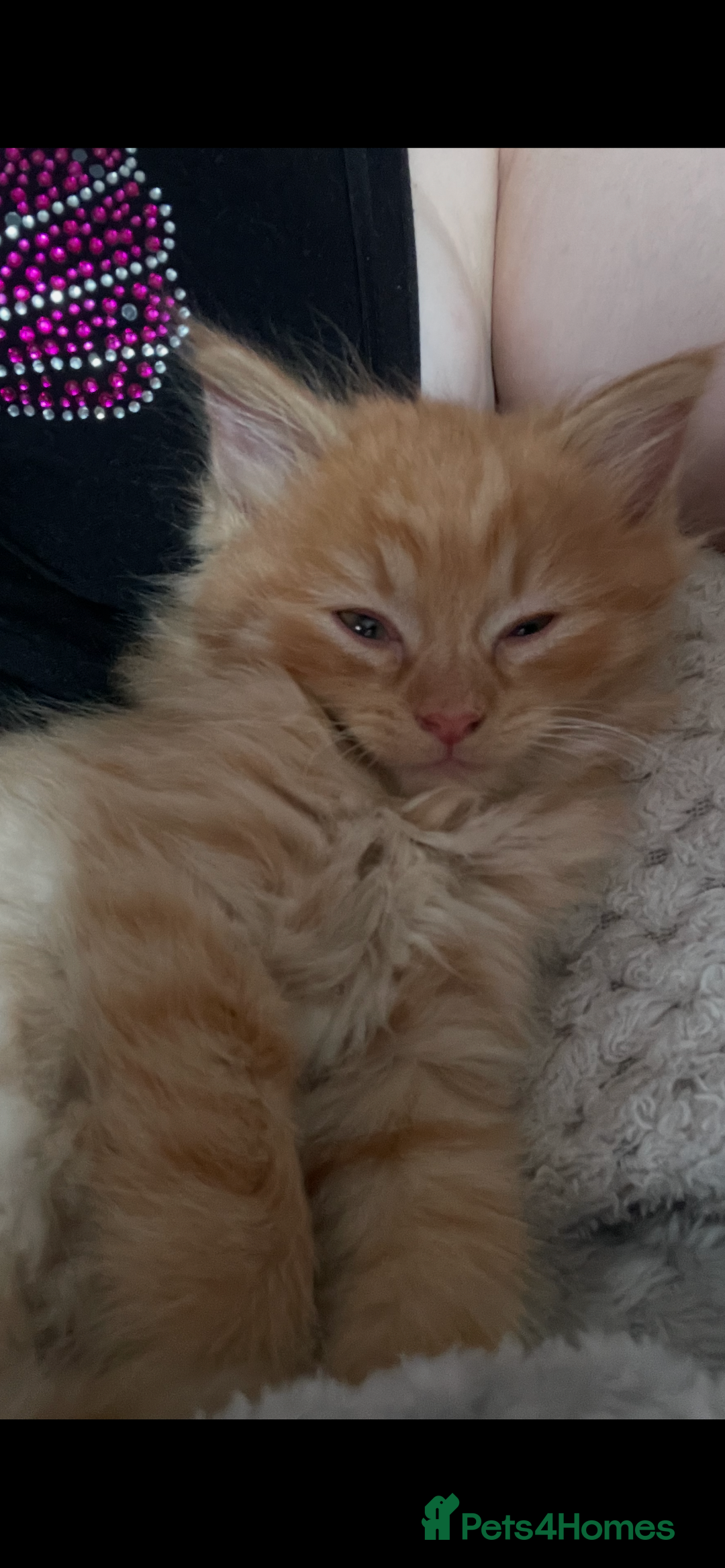 Mixed Breed cats for sale: Ready to go 29th oct  - Image 1