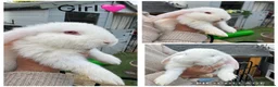 French Lop rabbits for sale: French lop - Advert 5