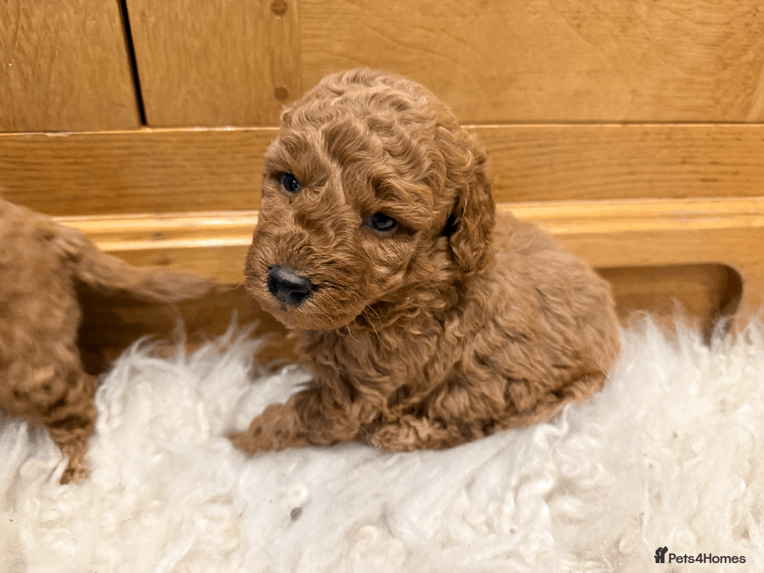 Miniature Poodle dogs for sale: Pedigree KC Registered Miniature Poodle Pups  - Advert 3