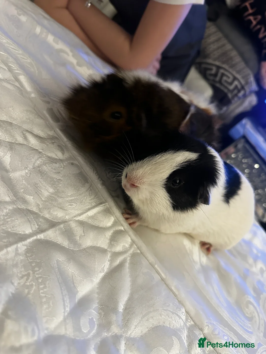 Guinea Pig rodents for sale: guinea pig's looking for a new home  in London - Advert 8