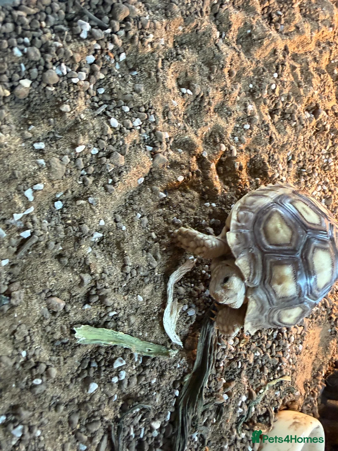 Tortoise reptiles for sale: Sulcatas tortoise and enclosure  in Southend-on-Sea - Advert 10