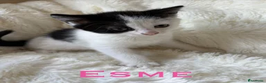 Esme
