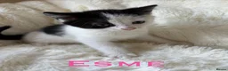 Mixed Breed cats for sale: Meet the Shelby Family… - Advert 7