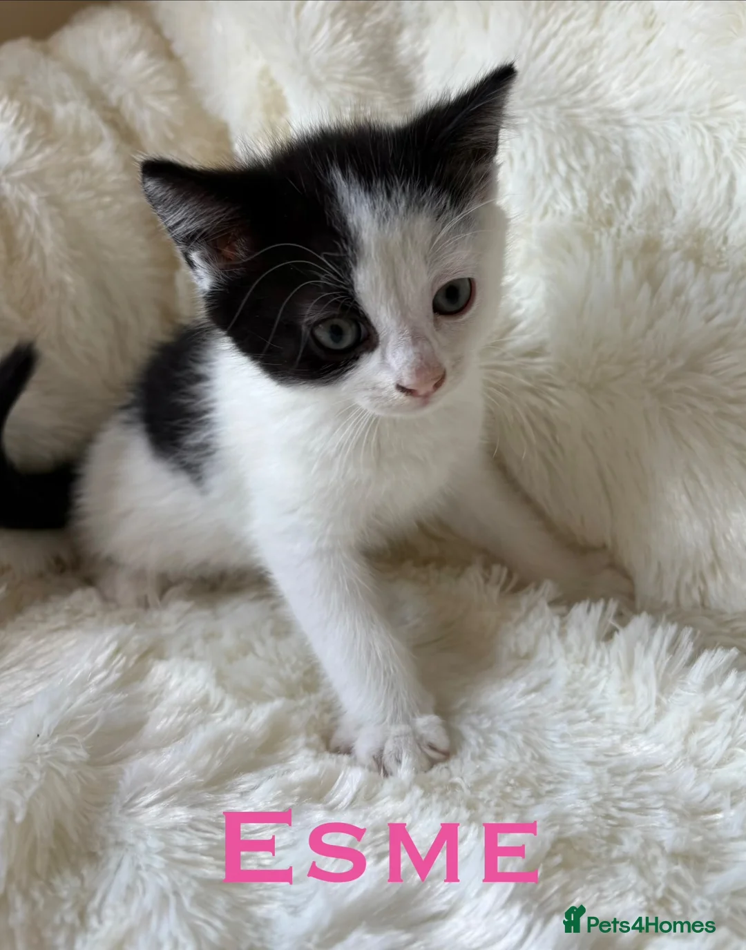 Mixed Breed cats for sale: Meet the Shelby Family… - Advert 7
