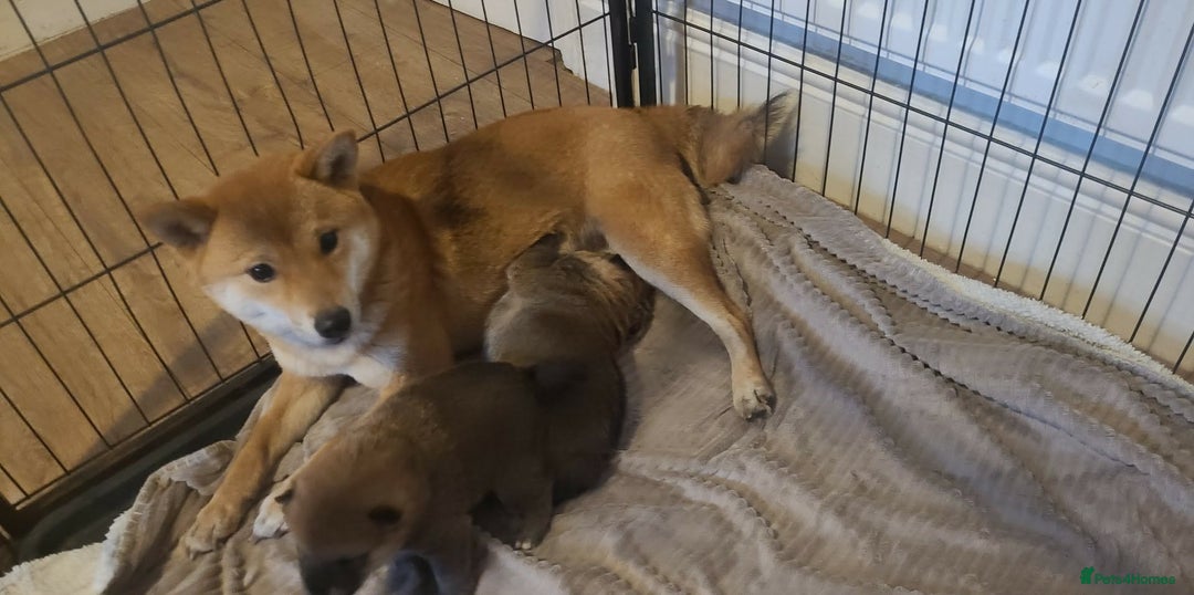 Japanese Shiba Inu dogs for sale: for sale  - Advert 1